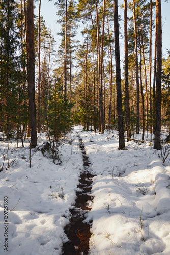 zima,leśna ścieżka  photo