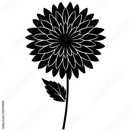 black and white aster flower