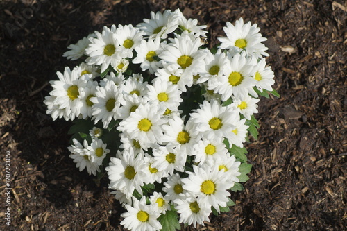 Winter aster, Chrysanthemum, Chrysanthemum Swifty, white flowering, is a very beautiful perennial flowering shrub