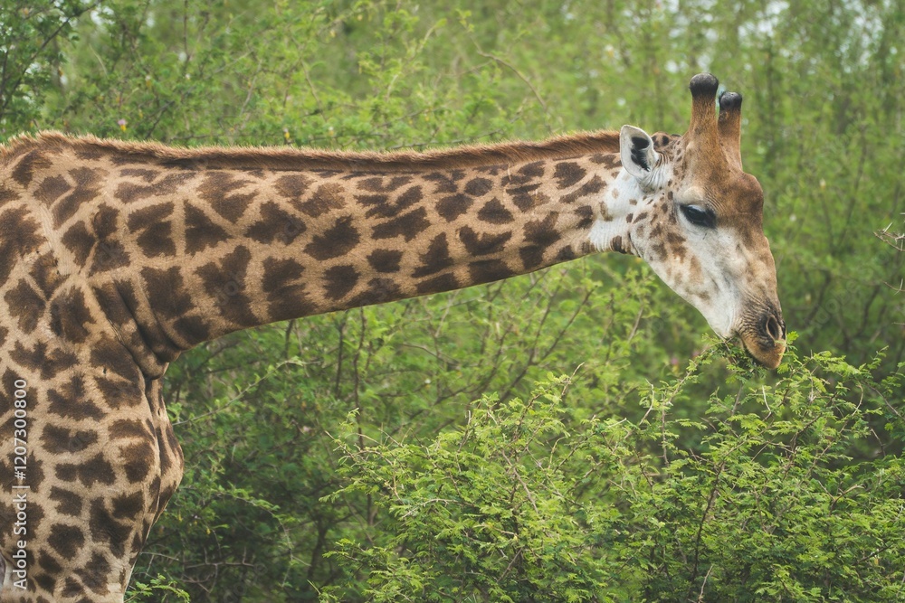 Obraz premium Giraffe gracefully eating leaves in a lush green forest setting
