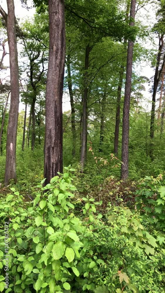 Idyllic european spring season summer forest landscape in the rural countryside, trees and colorful foliage leaves in the woodlands in Germany, Europe, vertical video