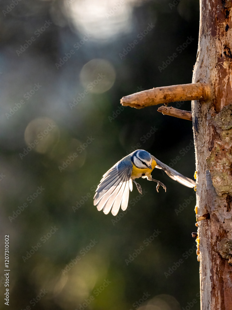 Naklejka premium Blaumeise&nbsp;(Cyanistes caeruleu)