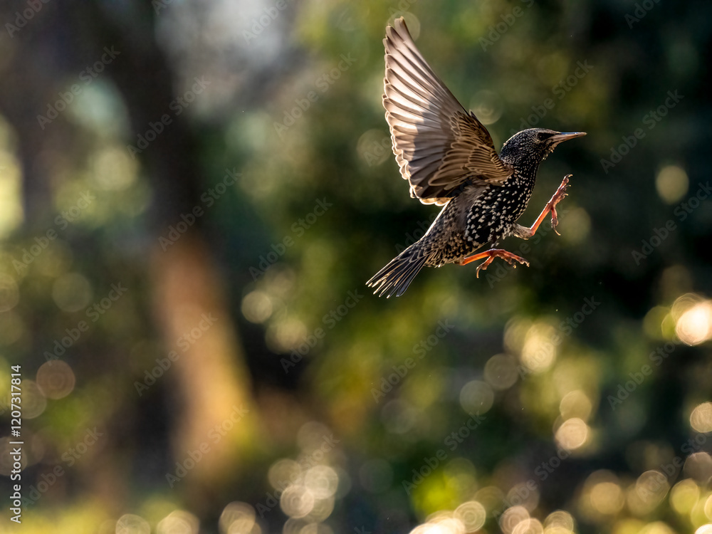 Fototapeta premium Star (Sturnus vulgaris)