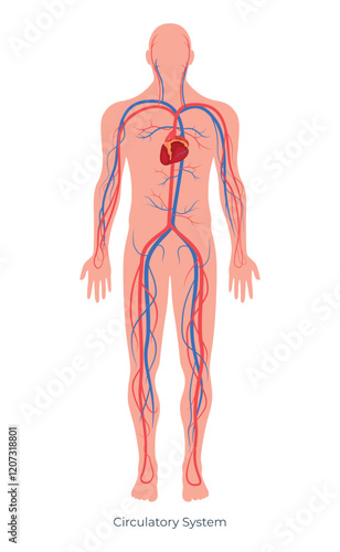 Detailed representation of the human circulatory system showcasing major arteries and veins