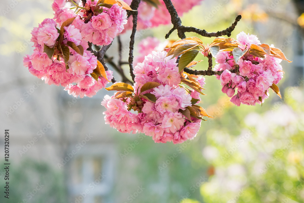 Fototapeta premium branch of pink sakura in blossom. hanami holiday. nature background in spring. springtime zen