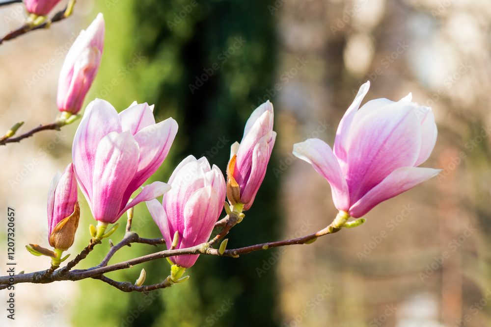 branch of magnolia in full bloom. decorative plant. nature background in spring. urban environment
