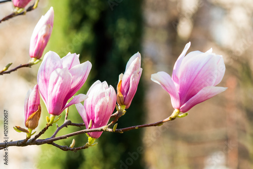 Obraz na płótnie branch of magnolia in full bloom. decorative plant. nature background in spring. urban environment w salonie