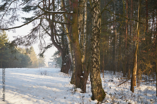 Fototapeta Naklejka Na Ścianę i Meble -  zima,drzewa,łąka