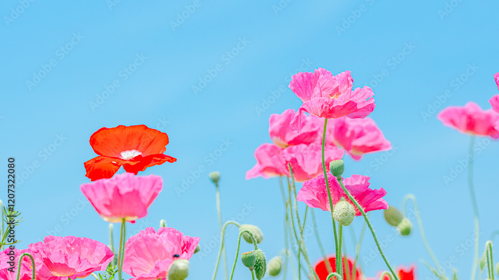Obraz premium 青空に咲くポピー