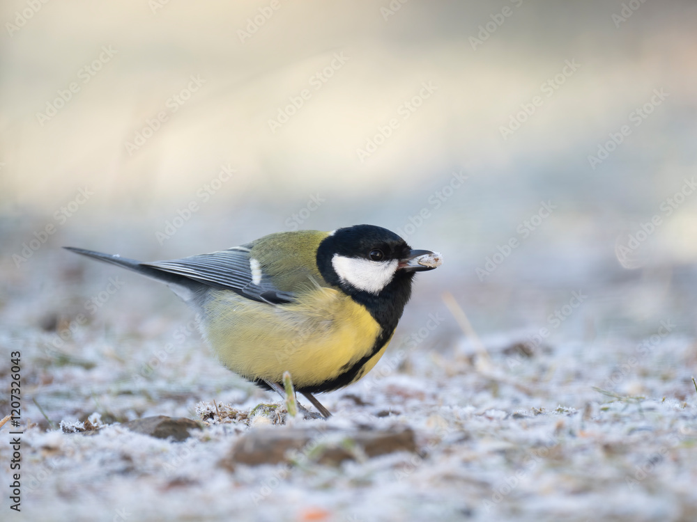 Fototapeta premium Kohlmeise (Parus major)
