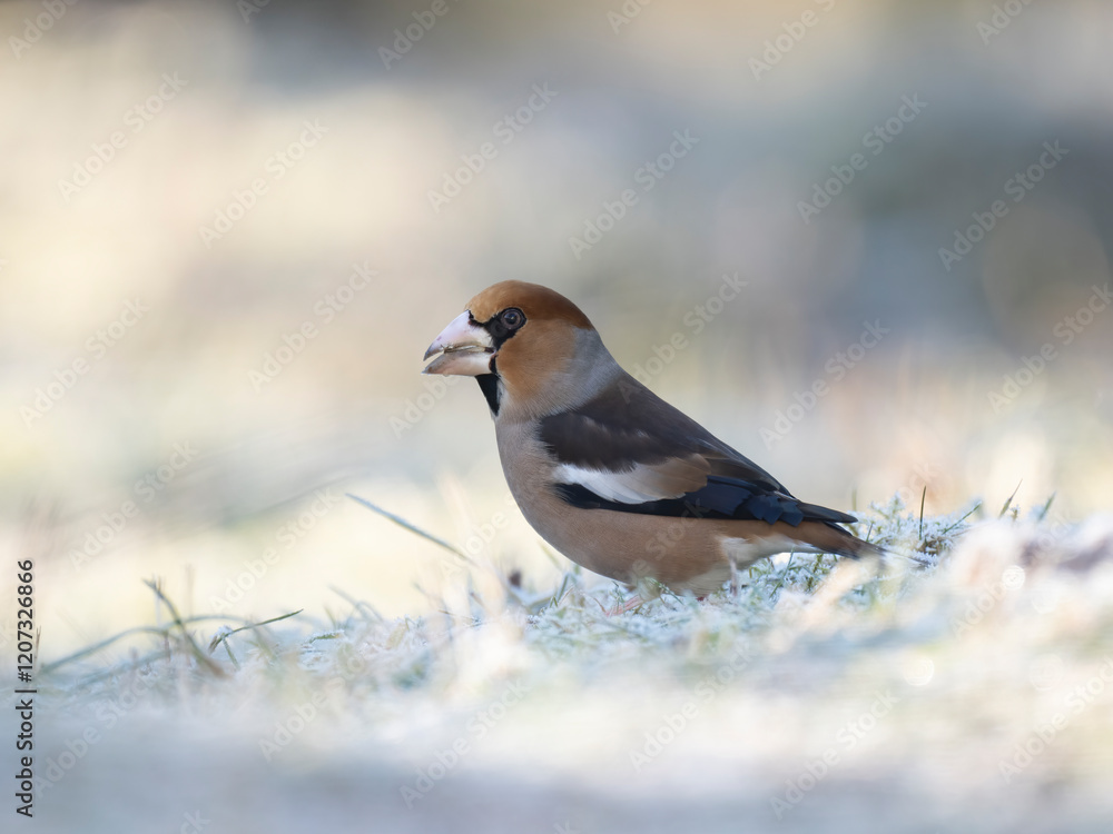 Kernbeißer (Coccothraustes coccothraustes) Kernbeißer (Coccothraustes coccothraustes)