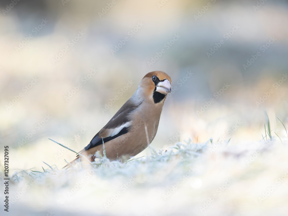 Kernbeißer (Coccothraustes coccothraustes) Kernbeißer (Coccothraustes coccothraustes)