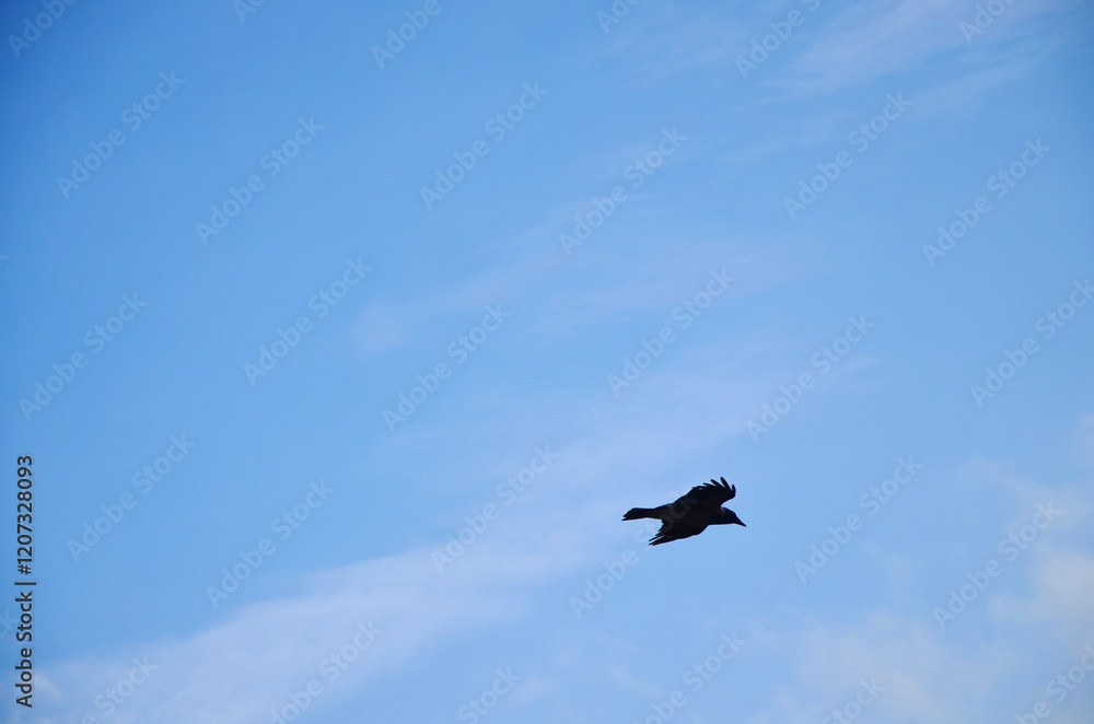 silhouette of a black flying crow against the blue sky silhouette of a black flying crow against the blue sky