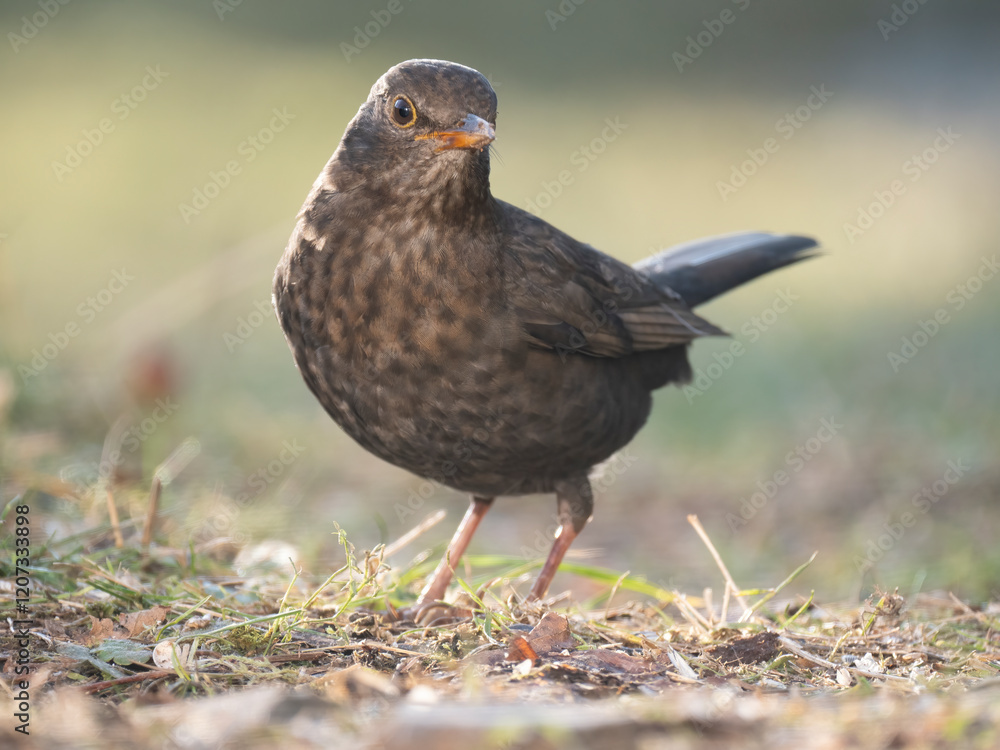 Obraz premium Amsel (Turdus merula)