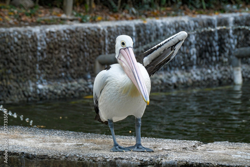 wonderful bird Pelicans, latin name Pelecanus conspicillatuas photo