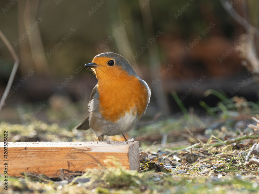 Rotkehlchen (Erithacus rubecula) , Rotkehlchen ,Erithacus ,rubecula,sperlingsvögel,singvögel,rot garten,wald,park,friedhof Rotkehlchen (Erithacus rubecula) , Rotkehlchen ,Erithacus ,rubecula,sperlingsvögel,singvögel,rot garten,wald,park,friedhof