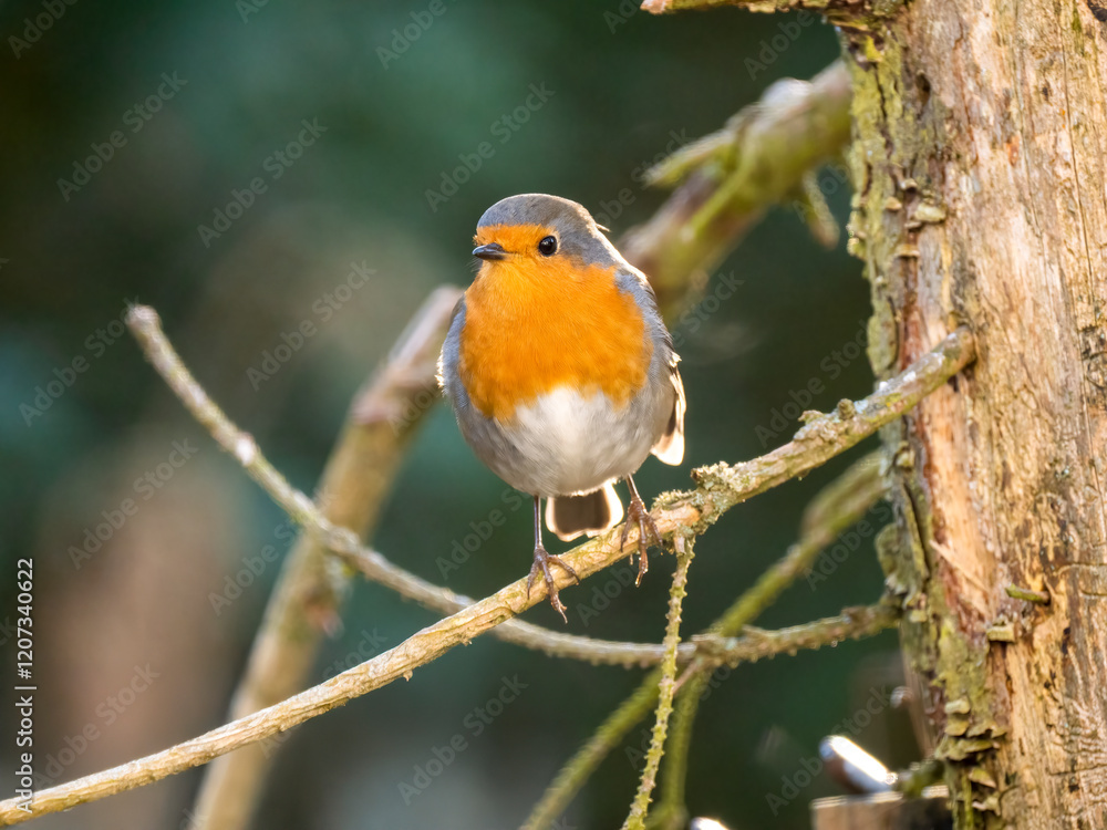 Rotkehlchen (Erithacus rubecula) , Rotkehlchen ,Erithacus ,rubecula,sperlingsvögel,singvögel,rot garten,wald,park,friedhof Rotkehlchen (Erithacus rubecula) , Rotkehlchen ,Erithacus ,rubecula,sperlingsvögel,singvögel,rot garten,wald,park,friedhof