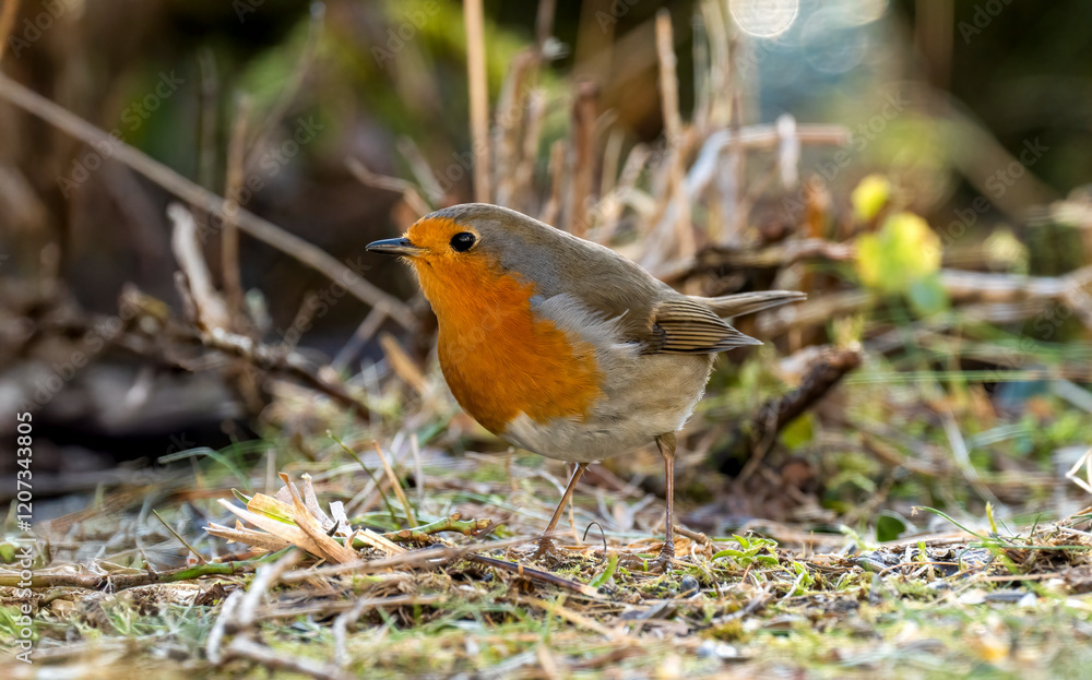 Rotkehlchen (Erithacus rubecula) , Rotkehlchen ,Erithacus ,rubecula,sperlingsvögel,singvögel,rot garten,wald,park,friedhof Rotkehlchen (Erithacus rubecula) , Rotkehlchen ,Erithacus ,rubecula,sperlingsvögel,singvögel,rot garten,wald,park,friedhof