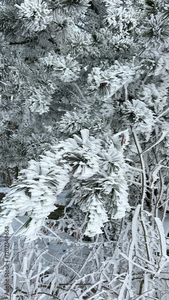 Snow-covered trees display winter's beauty in a serene landscape Snow-covered trees display winter's beauty in a serene landscape