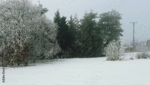 Wallpaper Mural Winter landscape with trees covered in snow during a foggy day in a serene setting Torontodigital.ca