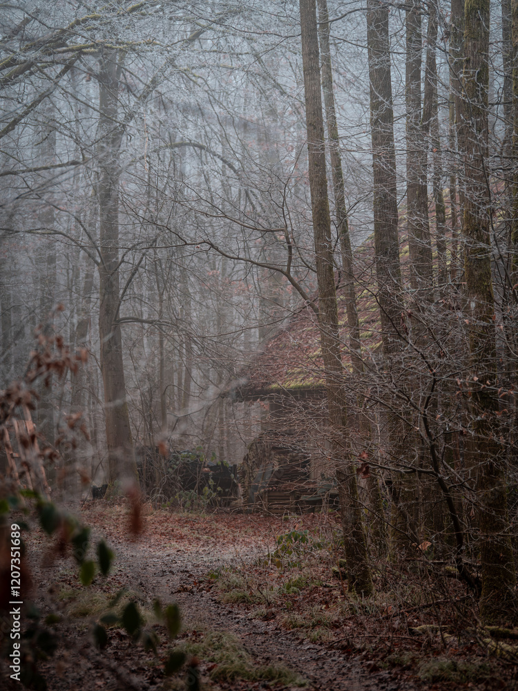 Fototapeta premium morning in the forest