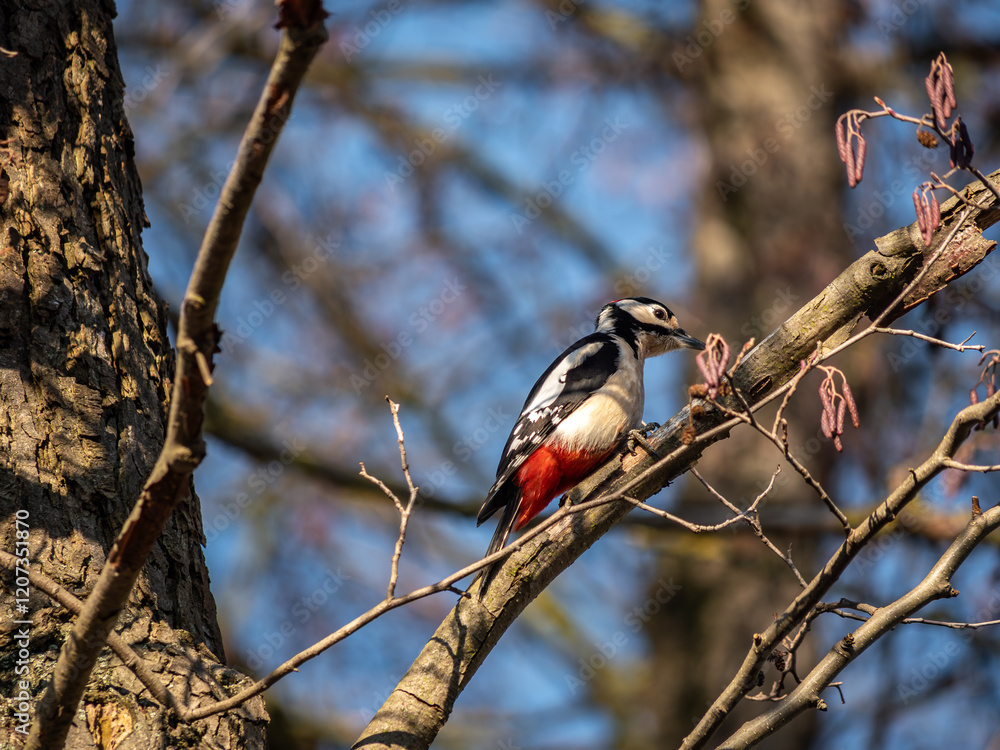 woodpecker on tree woodpecker on tree