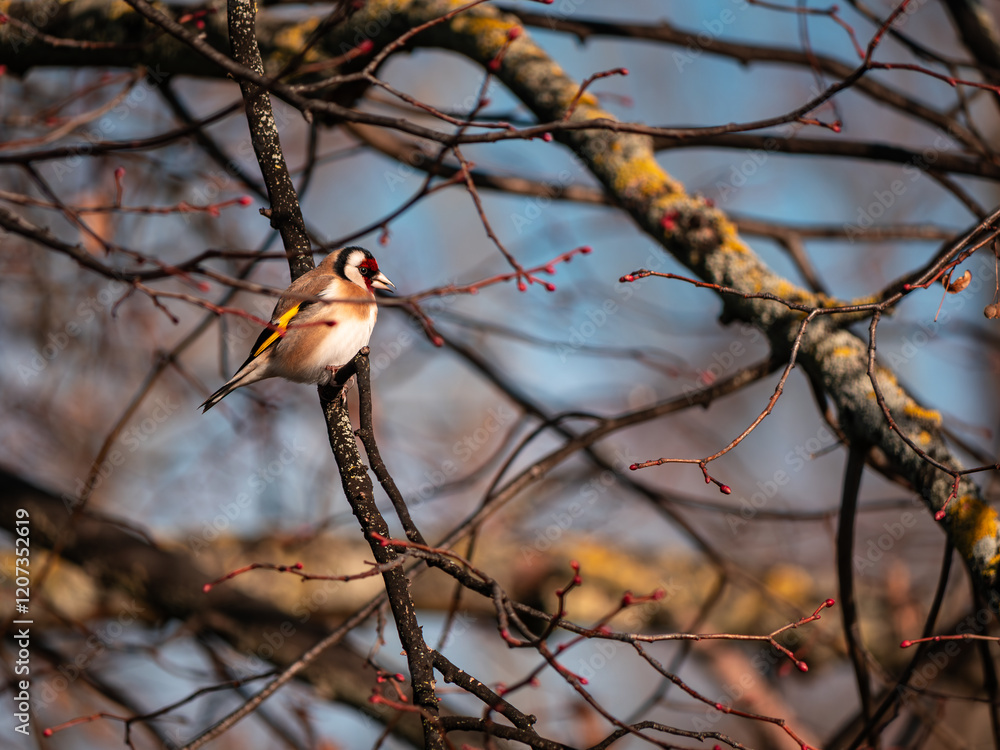 bird on a branch bird on a branch