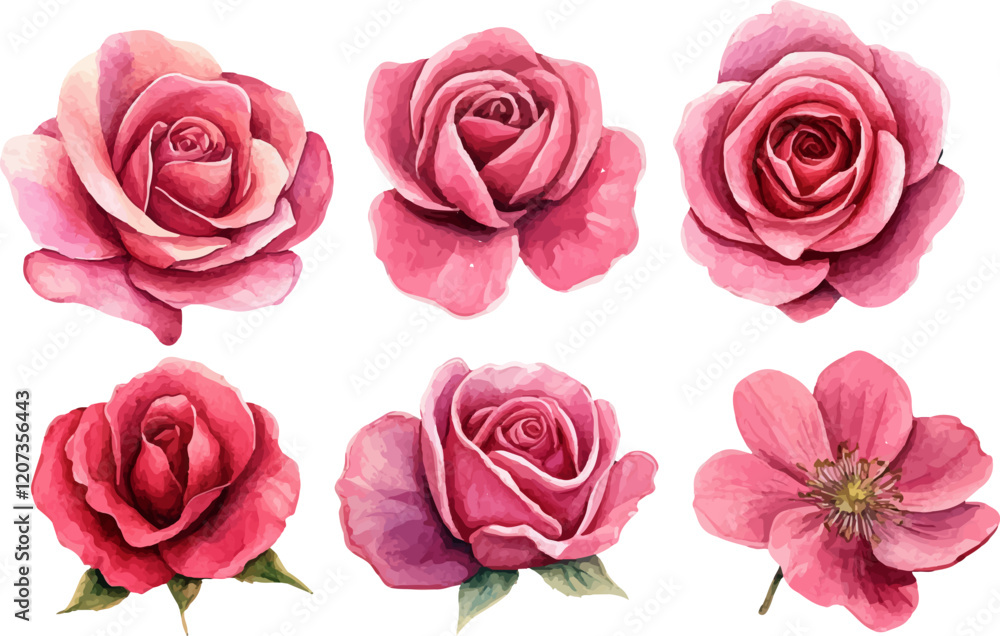 Naklejka premium set of pink roses