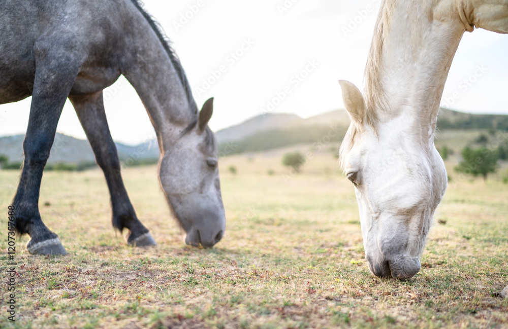 Fototapeta premium Zwei Pferde beim Grasen auf einer Wiese