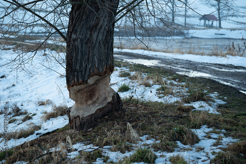 Poplar tree eaten by beavers in winter, an old tree eaten by beavers photo