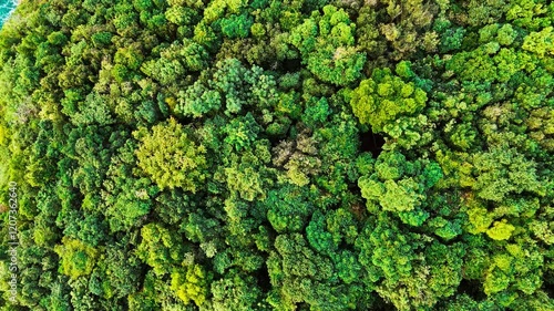 Aerial View of a Vibrant Green Forest Canopy