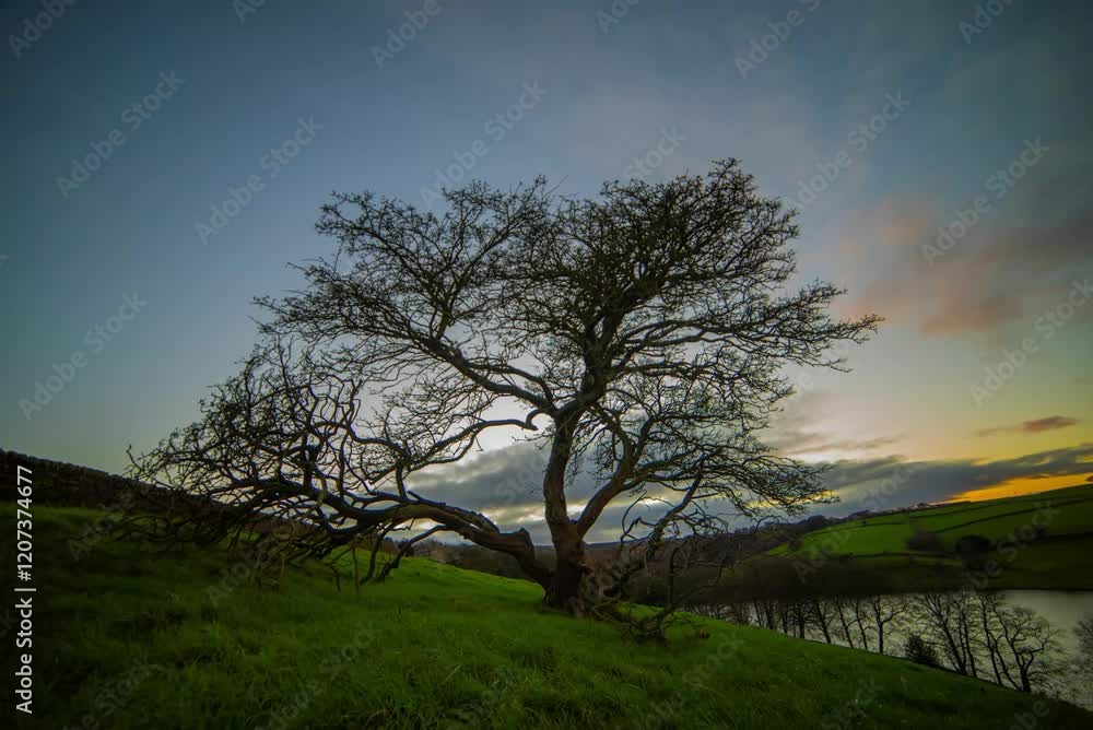 Tree Timelapse in Yorkshire Countryside at Sunset Tree Timelapse in Yorkshire Countryside at Sunset