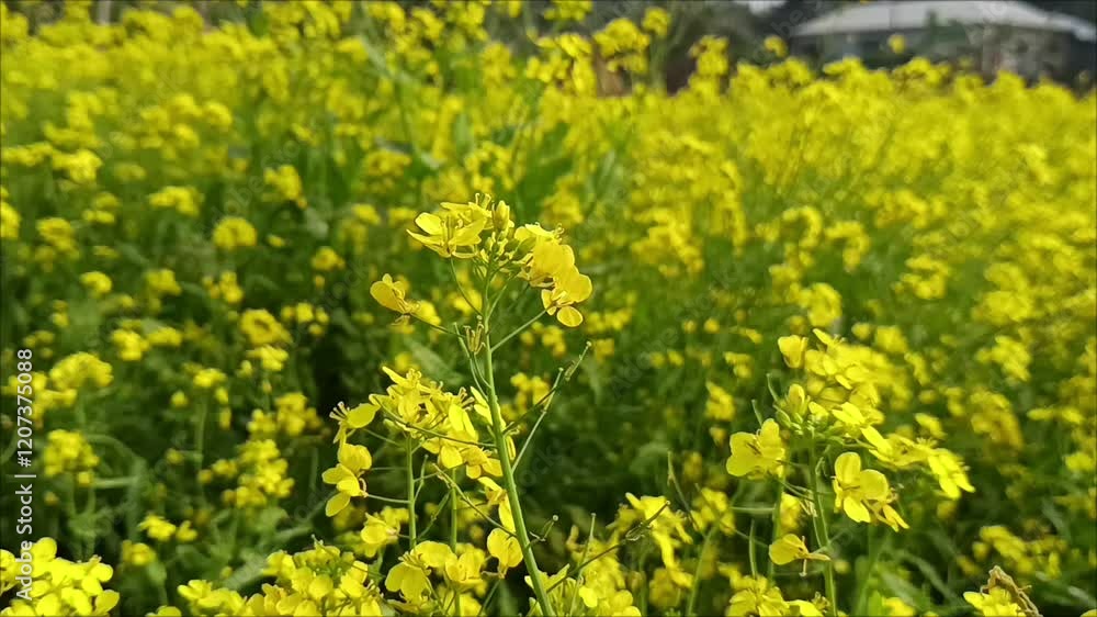 Close up shot of yellow mustard flowers swaying in the air in agricultural field Close up shot of yellow mustard flowers swaying in the air in agricultural field