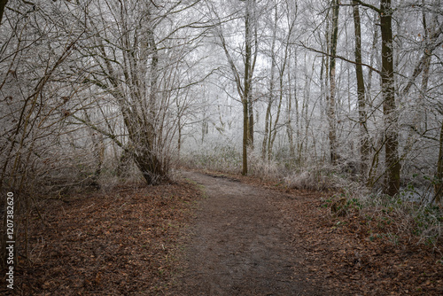 Waldweg im Winter durch das Große Torfmoor photo