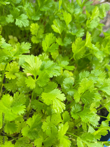 Coriander plant image photography in garden