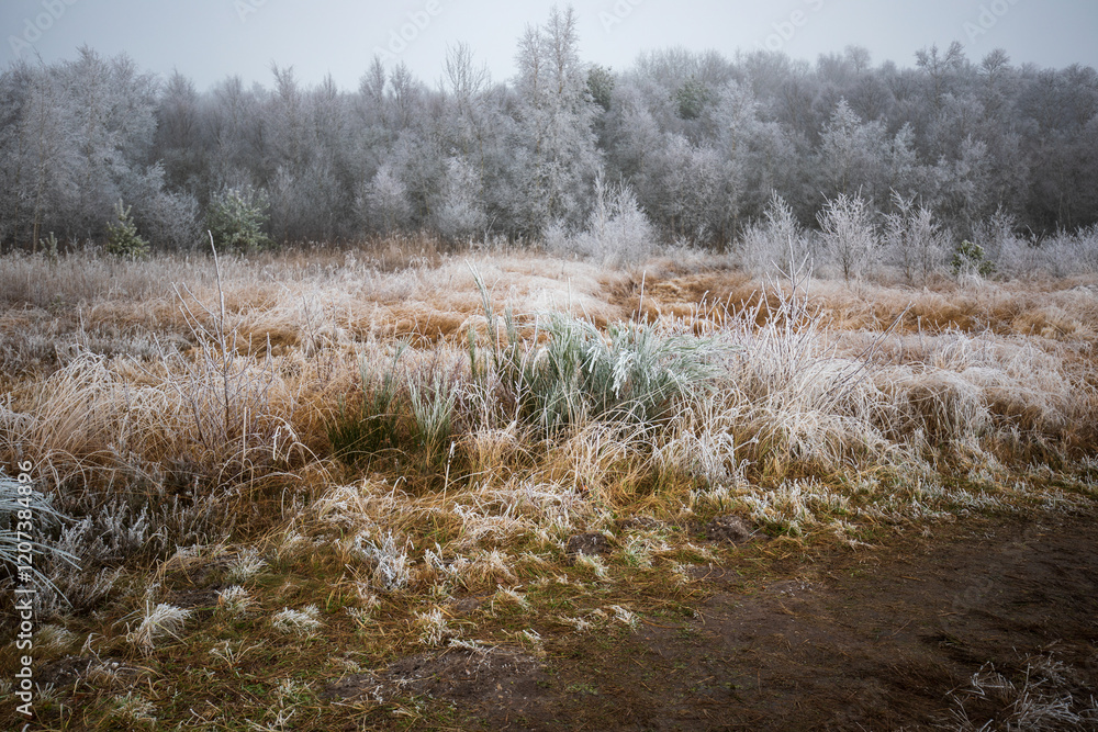 Moorlandschaft im Winter bei Frost Moorlandschaft im Winter bei Frost