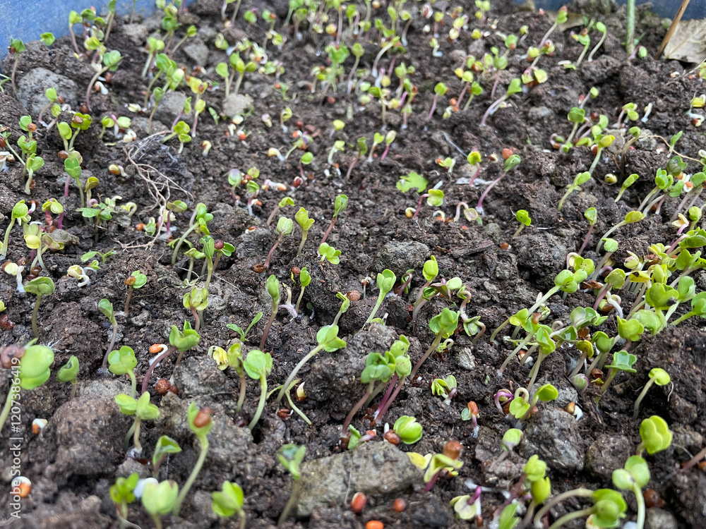 Naklejka premium seedlings in the garden photography image