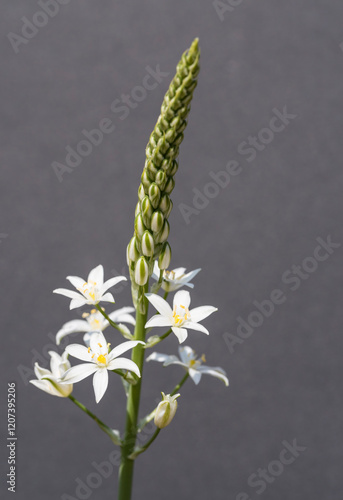 isolated ornithogalum pyramidale plant with flowers on gray photo