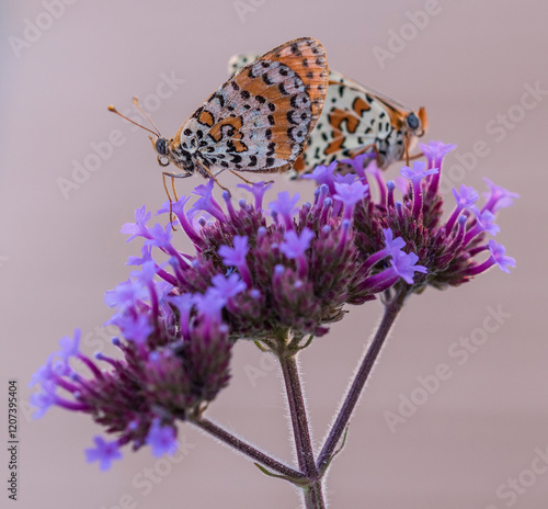 melitaea didyma on verbena bonariensis flower close up photo