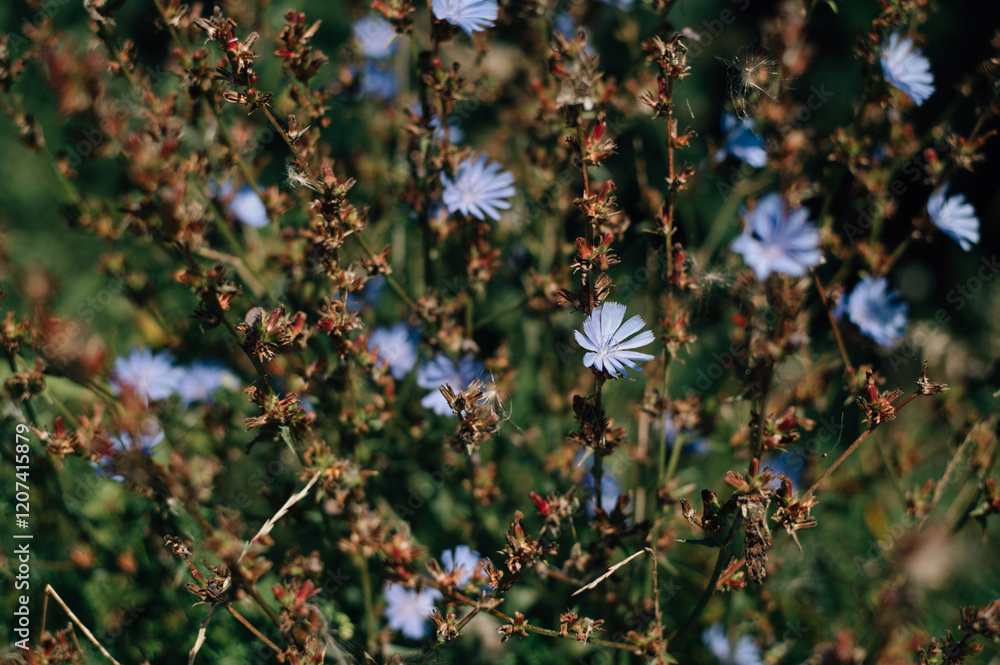 Fototapeta premium Chicory. beautiful meadow flower. Blue common chicory flower