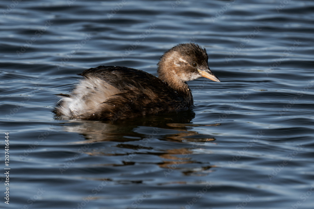 Little grebe (Tachybaptus ruficollis), also known as dabchick Little grebe (Tachybaptus ruficollis), also known as dabchick