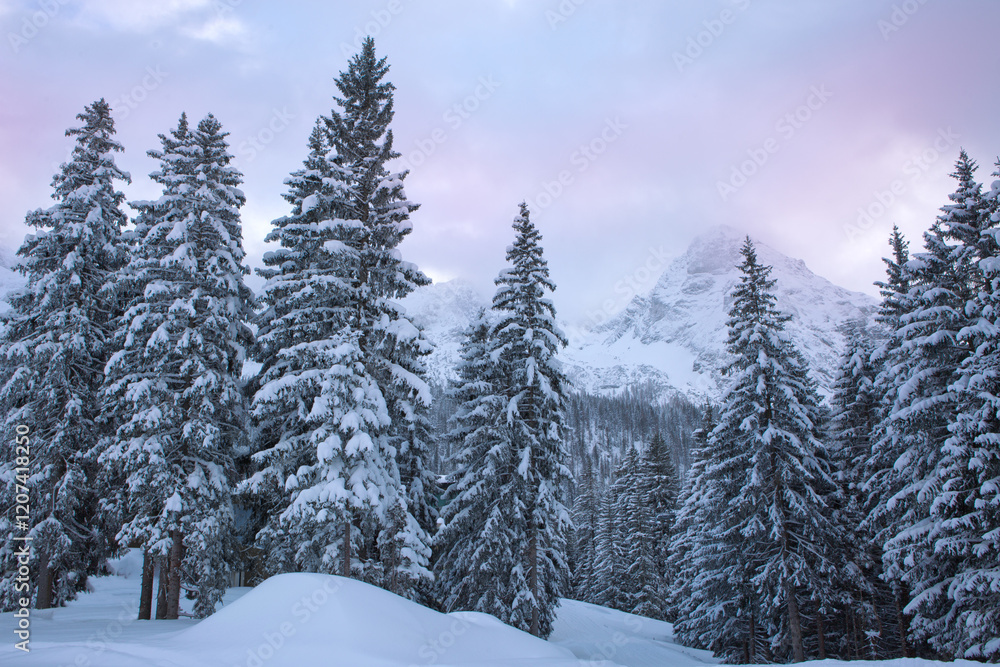 Winter landscape with snow-covered pine trees in the Alps. Winter landscape with snow-covered pine trees in the Alps.