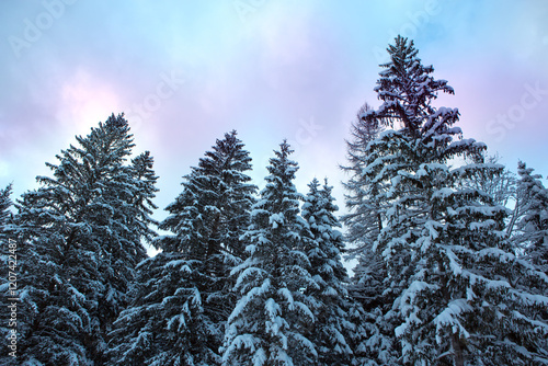 Frozen fir trees after a snowfall on a cold winter day in the forest.
