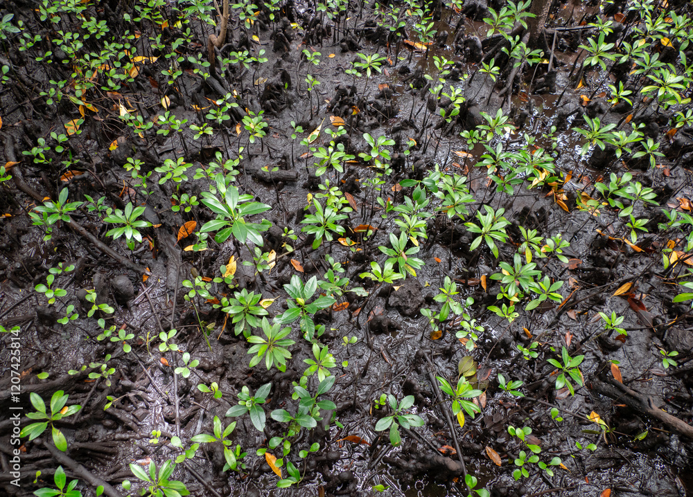 sprouts of Mangrove woods growing at Jozani Chwaka Bay National Park sprouts of Mangrove woods growing at Jozani Chwaka Bay National Park