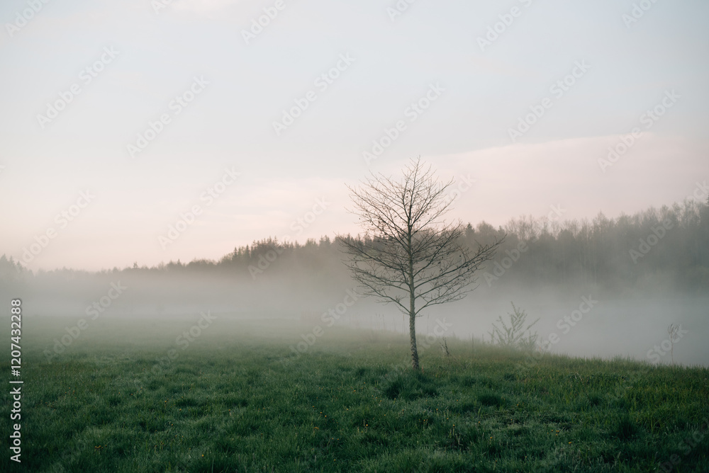 foggy autumn morning in the village foggy autumn morning in the village