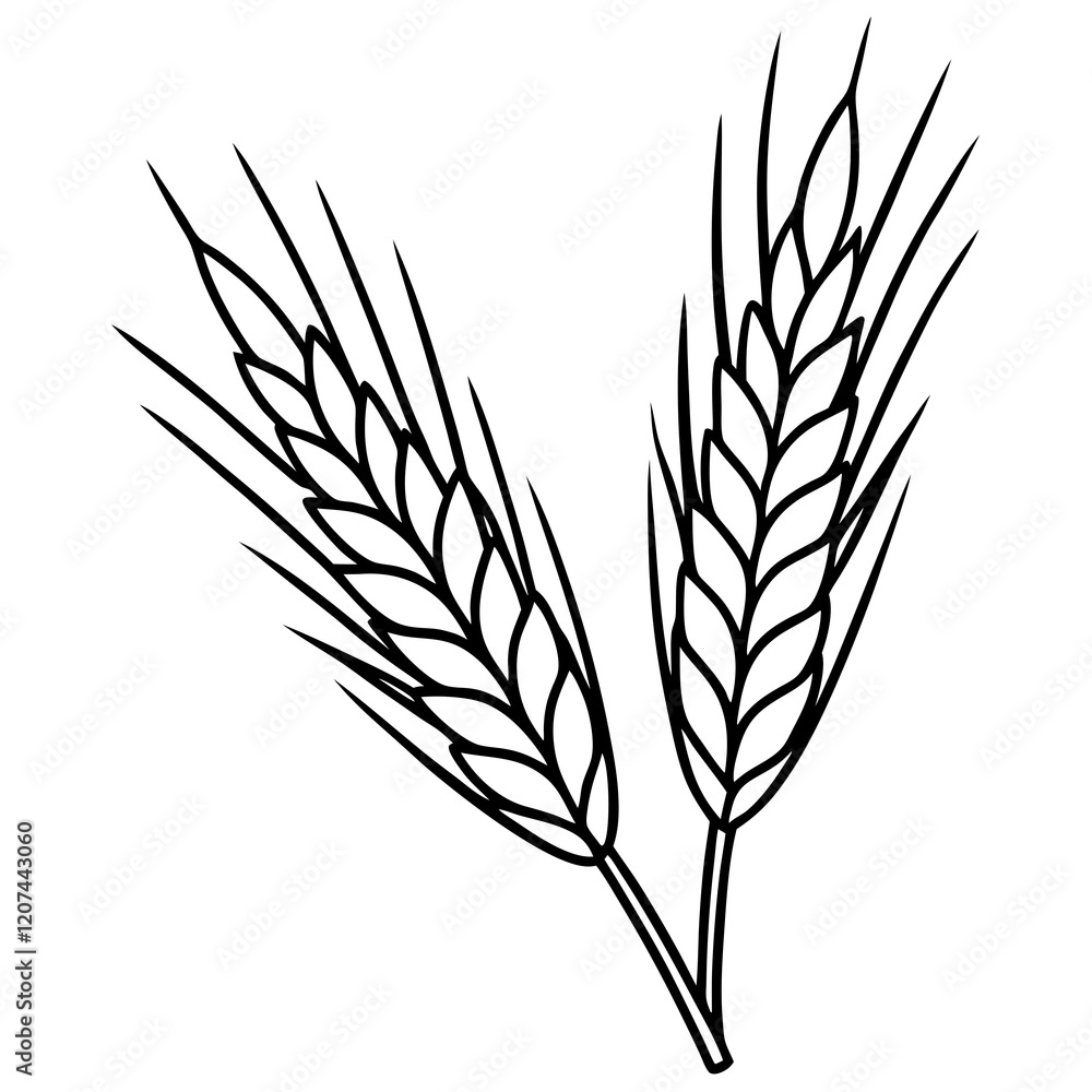 Minimalist Barley Grain Illustration Minimalist Barley Grain Illustration