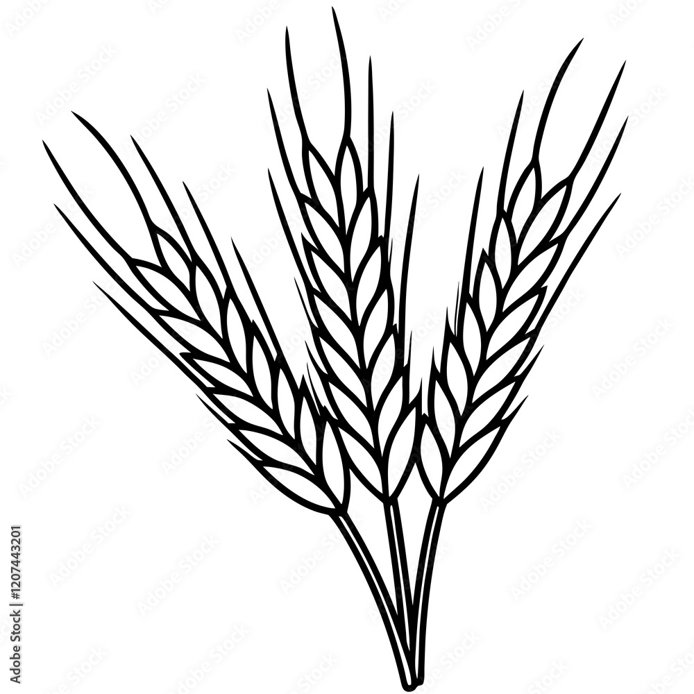 Minimalist Barley Grain Illustration Minimalist Barley Grain Illustration