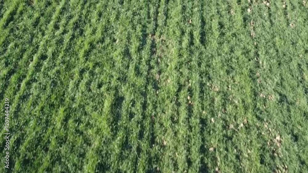 rural landscape on a sunny day shot with a drone rural landscape on a sunny day shot with a drone