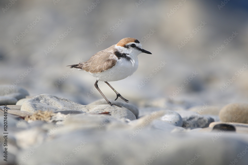 wild birds in nature