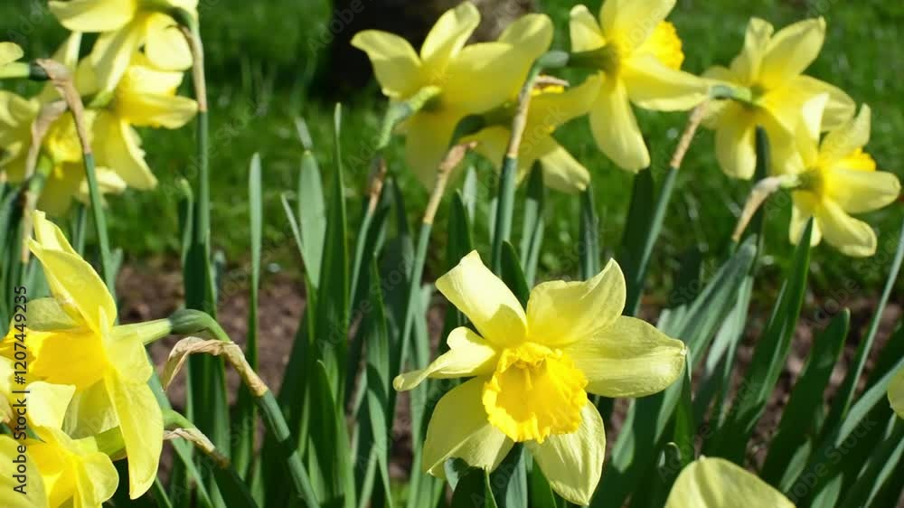 Blossom of daffodils in spring, horizontal video Blossom of daffodils in spring, horizontal video